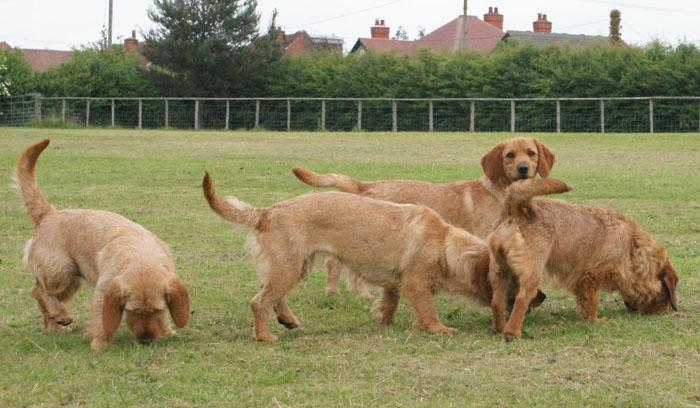 THE PACK ON THE HUNT 